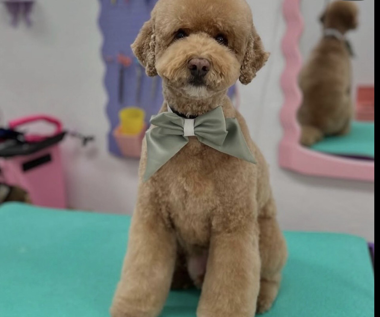 Apricot poodle with a sage bow tie after grooming