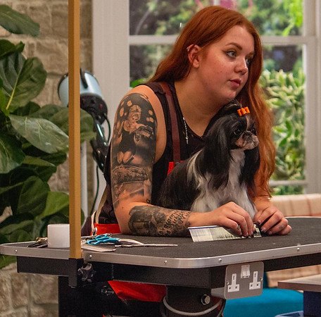 Abbie Toogood grooming a dog at a grooming competition