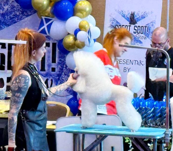 Competition poodle groomed to Best in Show standard