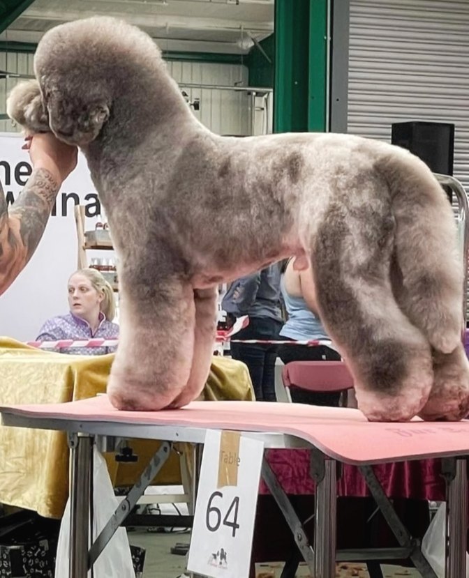A home-based dog groomer towel-drying a spaniel in a converted garage grooming room